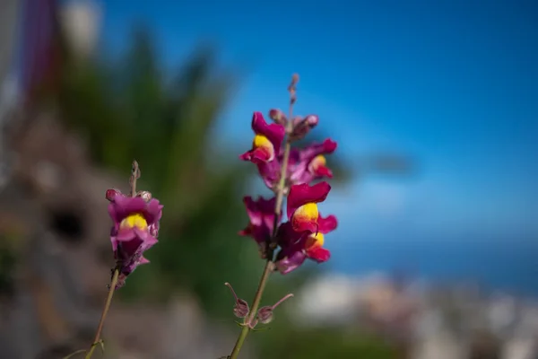 Mostly blurred purple red and yellow flowers closeup on blue sky, sea and palm leaves background. Snapdragon, dragon plant or lion jaws plant. Summer nature wallpaper with copy space for text