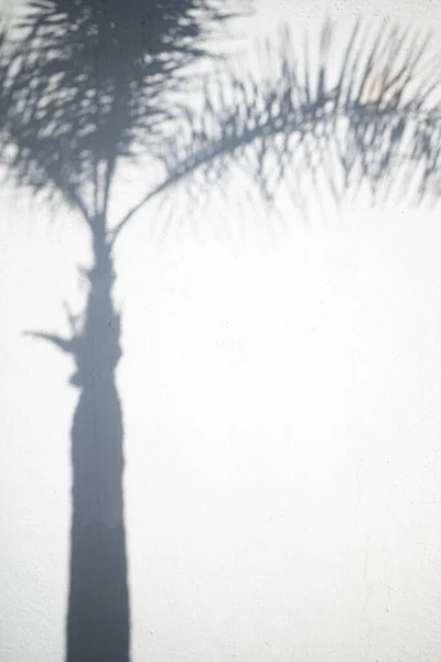 Tropikalne Tło Datowanych Liści Palmowych Cienia Pnia Białej Ścianie Skopiuj — Zdjęcie stockowe
