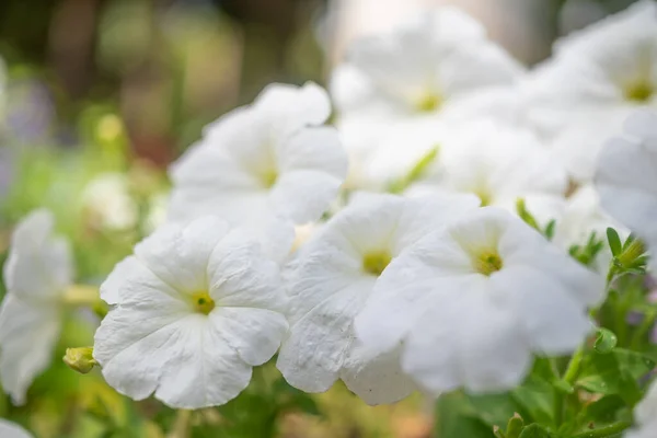 Většinou Rozmazané Bílé Květy Pozadí Letní Tapety Bílá Zahradní Petúnie Stock Fotografie