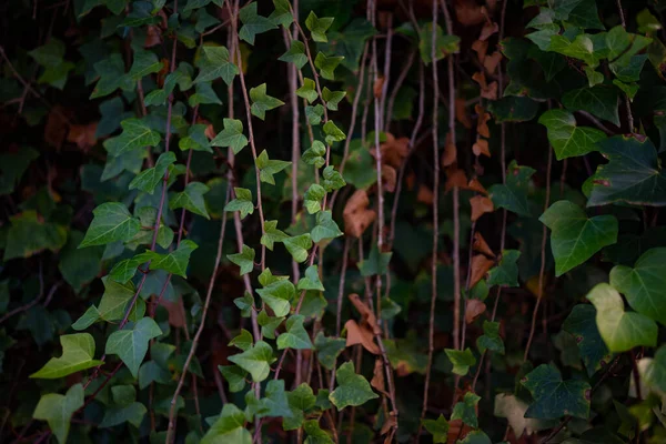Głównie Zamazany Canary Ivy Pozostawia Tło Długie Gałęzie Zielonymi Liśćmi — Zdjęcie stockowe