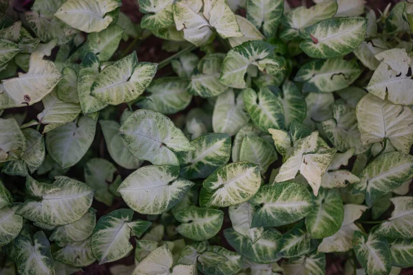 Białe Zielone Liście Tła Letnia Tapeta Natury Tropikalna Flora Winorośl — Zdjęcie stockowe