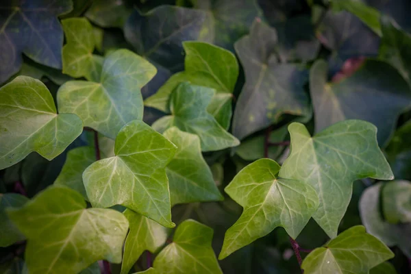 Canary Ivy Green Leaves Background Green Foliage Closeup Summer Nature — Stock Photo, Image