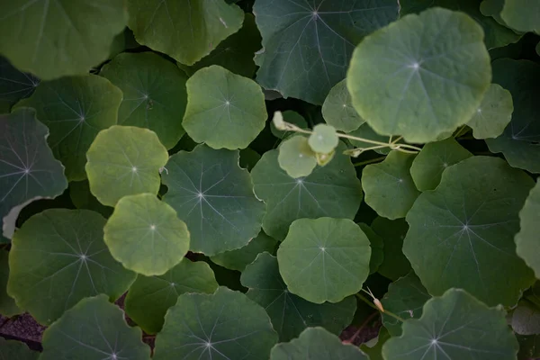 Meist Verschwommene Runde Grüne Blätter Hintergrund Nahaufnahme Von Üppigen Frühlingsblättern — Stockfoto