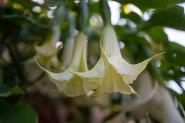 緑の葉の上にトランペット天使の主にぼやけた白い花の背景 エキゾチックな夏の自然壁紙 エキゾチックな夏の自然壁紙 ブルガンシアのサヴォエレン ラッパ状の白花を咲かせます — ストック写真