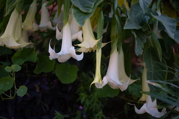 Mayormente Flores Blancas Borrosas Trompeta Ángeles Sobre Fondo Hojas Verdes —  Fotos de Stock