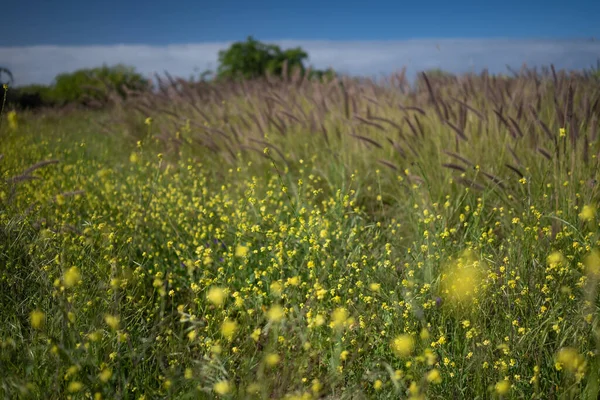 Mostly Blurred Yellow Flowers Field Summer Meadow Green Grass Bastard — Stock Photo, Image
