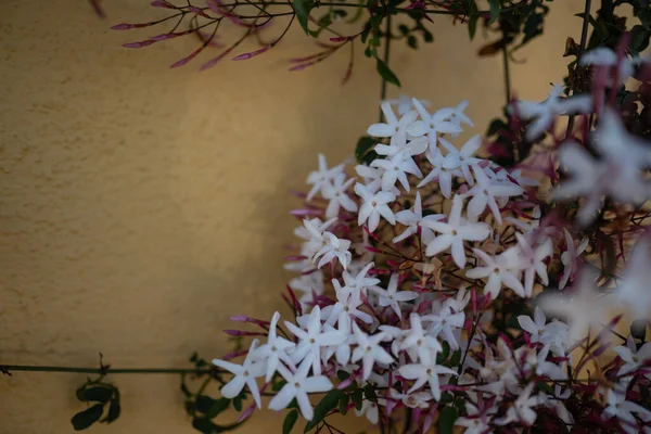 Principalmente Borrado Pequenas Flores Rosa Branco Jasmim Rosa Parede Amarela — Fotografia de Stock