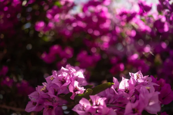 Основном Размытые Розовые Фиолетовые Бугенвиллии Фоне Цветов Летний Фон Природы — стоковое фото