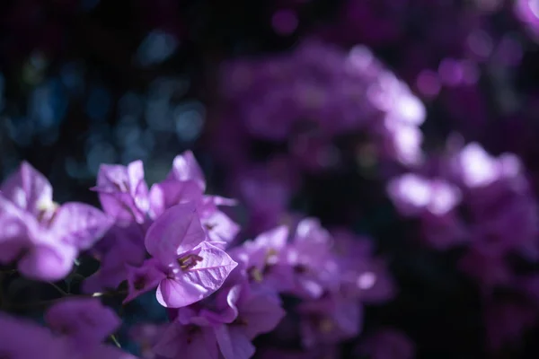 Κυρίως Θολή Πασχαλιά Μωβ Μπουκαμβίλιες Λουλούδια Φόντο Καλοκαιρινό Φόντο Εξωτικά — Φωτογραφία Αρχείου
