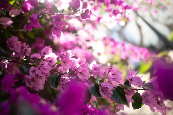 Sobre Todo Borrosa Borrosa Púrpura Flores Buganvilla Fondo Fondo Naturaleza — Foto de Stock