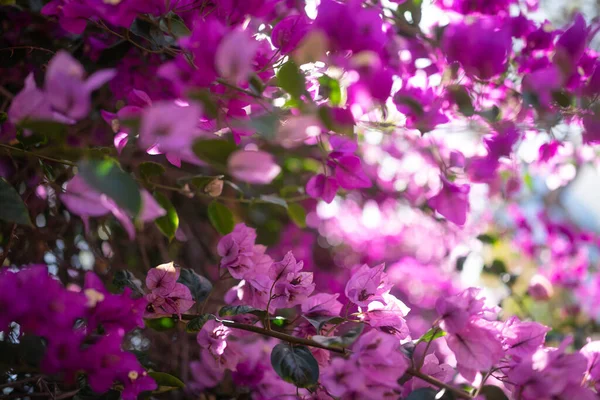 Principalmente Borrada Rosa Roxo Buganvília Flores Fundo Fundo Natureza Verão — Fotografia de Stock