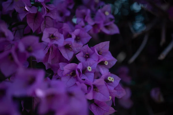 Κυρίως Θολή Πασχαλιά Μωβ Μπουκαμβίλιες Λουλούδια Φόντο Καλοκαιρινό Φόντο Εξωτικά — Φωτογραφία Αρχείου