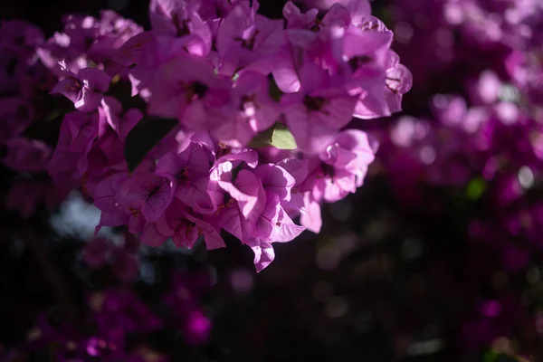 Głównie Niewyraźne Różowe Fioletowe Bugenwille Tle Kwiatów Letnie Tło Natury — Zdjęcie stockowe