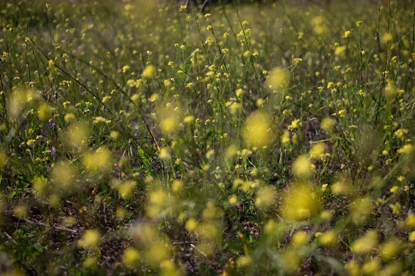 stock image Mostly blurred yellow flowers background. Summer meadow with green grass and bastard cabbage, common giant mustard or turnipweed blossoms. Summer nature wallpaper. Field of flowers