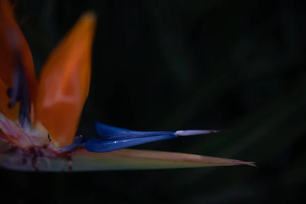 Κυρίως Θολή Πορτοκαλί Λουλούδι Strelitzia Closeup Θολή Σκούρο Φόντο Φύλλα — Φωτογραφία Αρχείου