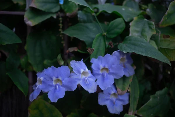 穏やかなトランペットやトゥンベリア グラニディフィラスの青い花を咲かせます 緑の葉の上にベンガル産のクロックつるや青い空の花を咲かせます 夏の自然壁紙 — ストック写真