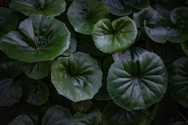 Meist Verschwommene Runde Grüne Blätter Hintergrund Sommer Naturtapete Mit Großen — Stockfoto