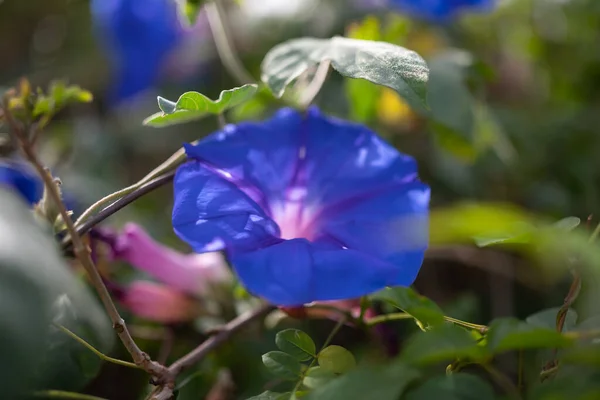 Głównie Niewyraźne Niebieskie Kwiaty Zbliżenie Tle Zielonych Liści Letnia Tapeta — Zdjęcie stockowe