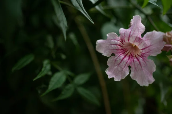 Κυρίως Θολή Εξωτικά Ροζ Λουλούδια Πράσινο Φόντο Φύλλα Ροζ Τρομπέτα — Φωτογραφία Αρχείου