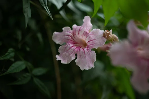 Κυρίως Θολή Εξωτικά Ροζ Λουλούδια Πράσινο Φόντο Φύλλα Ροζ Τρομπέτα — Φωτογραφία Αρχείου