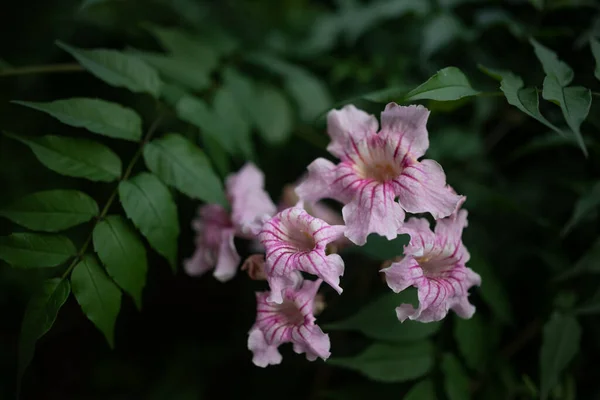 绿色叶背上的奇异的粉红色花朵大多模糊不清 粉红喇叭葡萄特写 夏季自然壁纸 — 图库照片