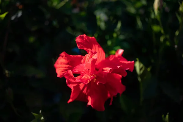 Principalmente Flor Vermelha Borrada Hibisco Duplo Ruffle Fundo Folhas Verdes — Fotografia de Stock