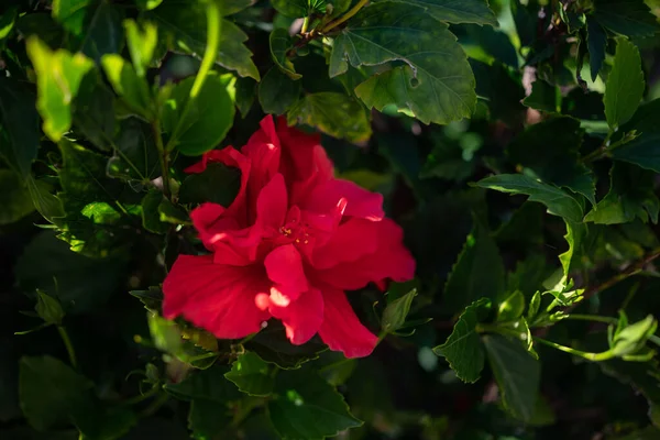 Głównie Zamazany Czerwony Kwiat Dwuliściennego Hibiskusa Zielonym Tle Liści Letnia — Zdjęcie stockowe