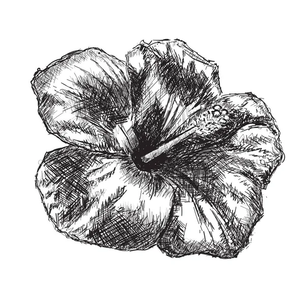 Esquisse Florale Dessinée Main Hibiscus Dessin Rose Chinoise Des Traits — Image vectorielle