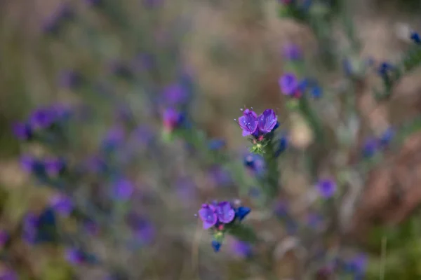 Principalement Flou Gros Plan Fleurs Violettes Sur Fond Herbe Verte — Photo