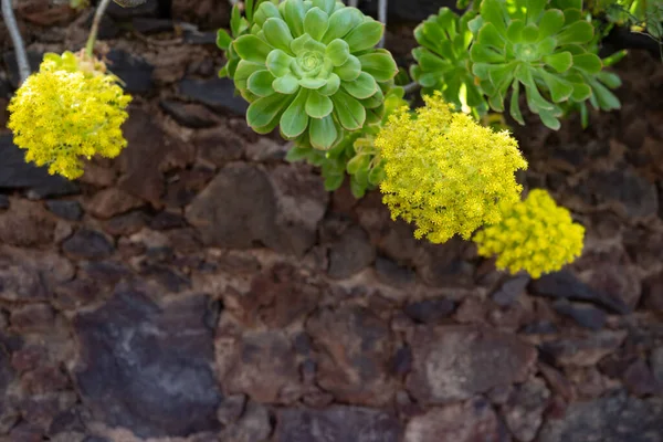 Основному Розмиті Жовті Квіти Розеткою Зеленого Листя Коричневому Тлі Скельної — стокове фото