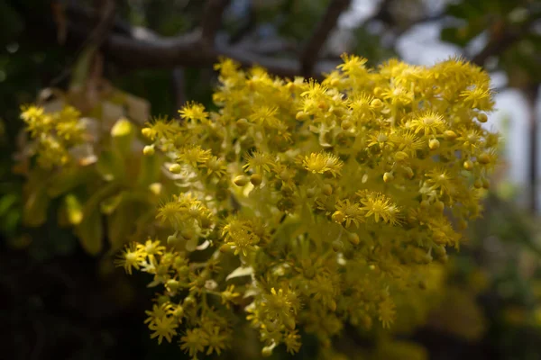 Meestal Wazig Gele Bloemen Blauwe Lucht Achtergrond Zomer Natuur Behang — Stockfoto