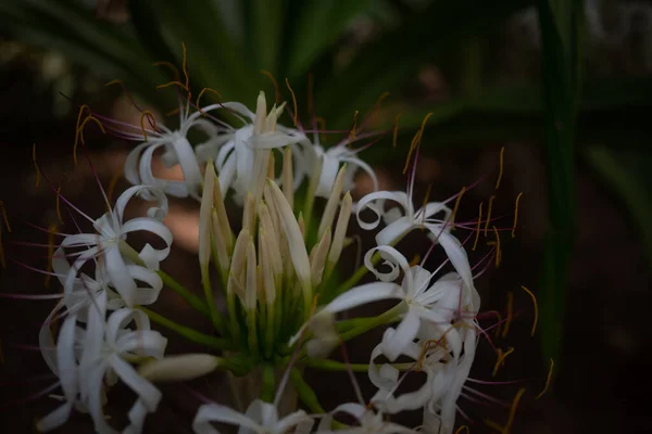 主にマングローブユリや毒球の白い花の暗い写真をぼやけている エキゾチックな熱帯夏の自然壁紙 巨大なクリニウムユリのクローズアップ — ストック写真