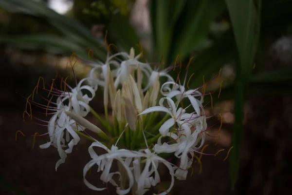 Mostly blurred dark photo of a white flower of mangrove lily or poison bulb. Exotic tropical summer nature wallpaper. Giant crinum lily closeup