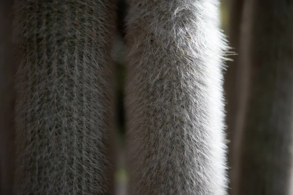 Głównie Zamazane Ciemne Zbliżenie Kaktusa Srebrnej Pochodni Lub Wełnianej Pochodni — Zdjęcie stockowe