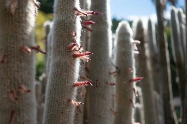 Többnyire Elmosódott Fénykép Rózsaszín Vörös Virágok Kaktusz Ezüst Fáklya Vagy — Stock Fotó