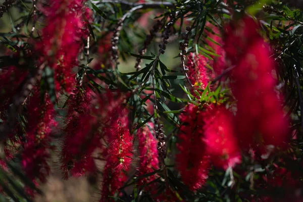 Κυρίως Θολά Χνουδωτά Κόκκινα Λουλούδια Scarlet Πινέλο Μπουκάλι Πράσινο Φύλλα — Φωτογραφία Αρχείου