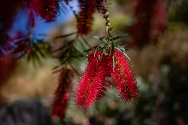 Κυρίως Θολά Χνουδωτά Κόκκινα Λουλούδια Scarlet Πινέλο Μπουκάλι Πράσινο Φύλλα — Φωτογραφία Αρχείου