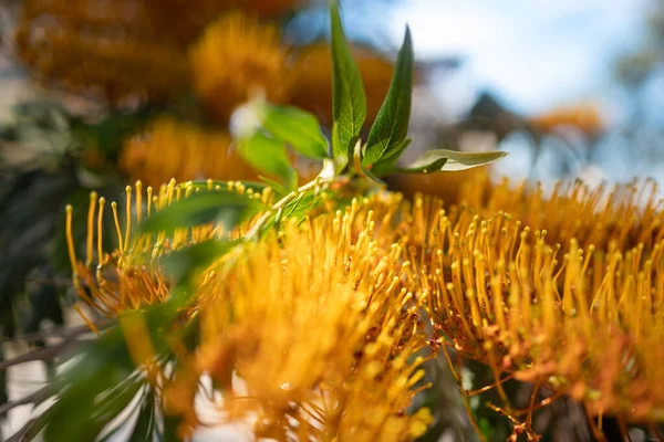 Κυρίως Θολή Αφράτη Πινέλο Όπως Κίτρινο Λουλούδι Closeup Αυστραλιανή Μεταξένια — Φωτογραφία Αρχείου
