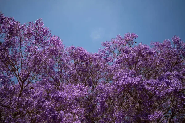 Surtout Arbre Violet Flou Sur Fond Ciel Bleu Fleurs Exotiques — Photo