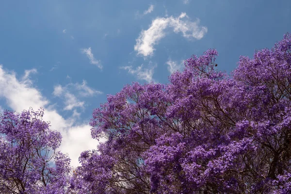 Głównie Zamazane Purpurowe Drzewo Tle Błękitnego Nieba Egzotyczne Fioletowe Lub — Zdjęcie stockowe