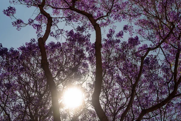Głównie Zamazane Purpurowe Drzewo Słońcu Błękitnym Tle Nieba Egzotyczne Fioletowe — Zdjęcie stockowe