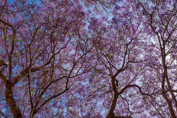 Основном Размытое Фиолетовое Дерево Голубом Фоне Неба Экзотические Фиолетовые Фиолетовые — стоковое фото