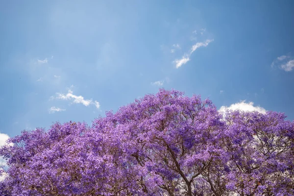 Основном Размытое Фиолетовое Дерево Голубом Фоне Неба Экзотические Фиолетовые Фиолетовые — стоковое фото