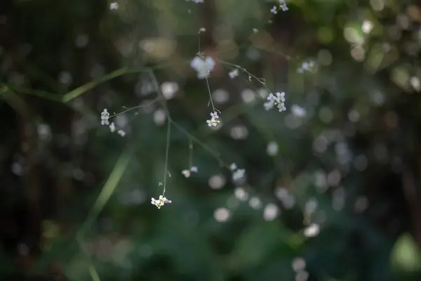 Θολή Καλοκαιρινή Φύση Ταπετσαρία Λεπτή Μικρά Λευκά Λουλούδια Σκούρο Πράσινο — Φωτογραφία Αρχείου