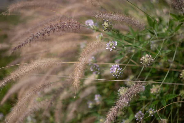猫の尾草の主にぼやけたフィールド ふわふわの尾を持つ緑の開花草原 夏の自然壁紙 — ストック写真