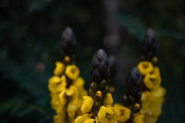 主にぼやけた熱帯性の自然壁紙 緑の葉の背景にアフリカのセナやピーナッツバター カシアの黄色の花の閉鎖 — ストック写真