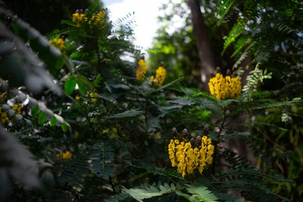 Tropical nature wallpaper. Yellow flowers of African senna or peanut butter cassia on gree nleaves background