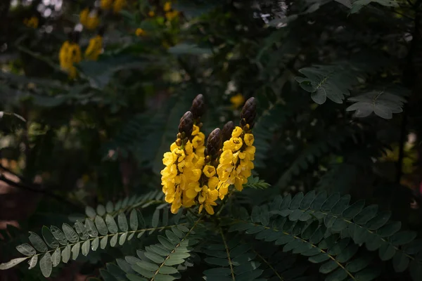 Τροπική Φύση Ταπετσαρία Κίτρινα Άνθη Αφρικανικής Σέννας Κασσίας Φυστικοβούτυρου Φόντο — Φωτογραφία Αρχείου