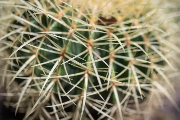 Mest Suddig Närbild Gyllene Fat Kaktus Eller Echinocactus Grusonii Hildm — Stockfoto