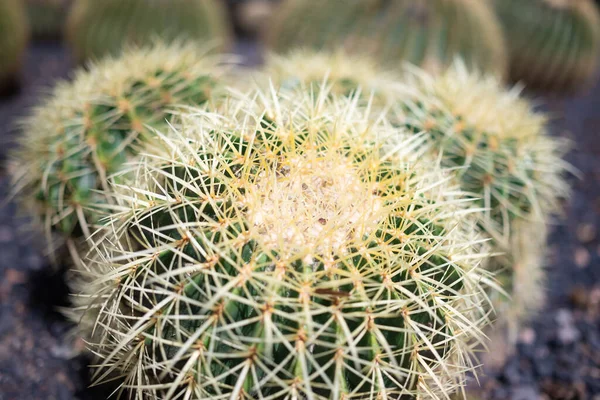 Többnyire Elmosódott Közelkép Arany Hordó Kaktusz Vagy Echinocactus Grusonii Hildm — Stock Fotó